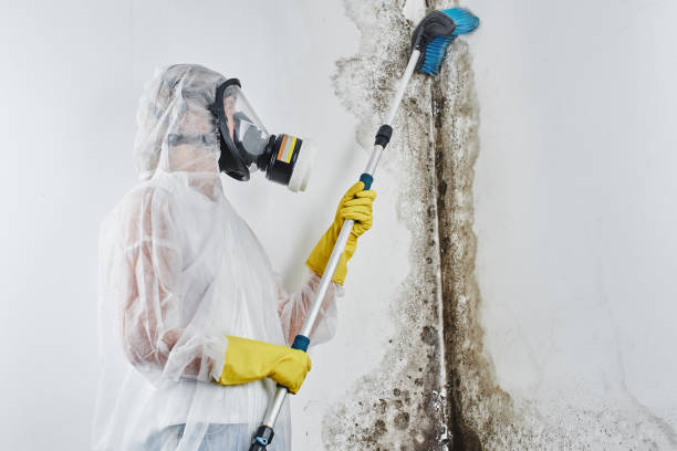 Best Residential Mold Remediation in Minden, NE