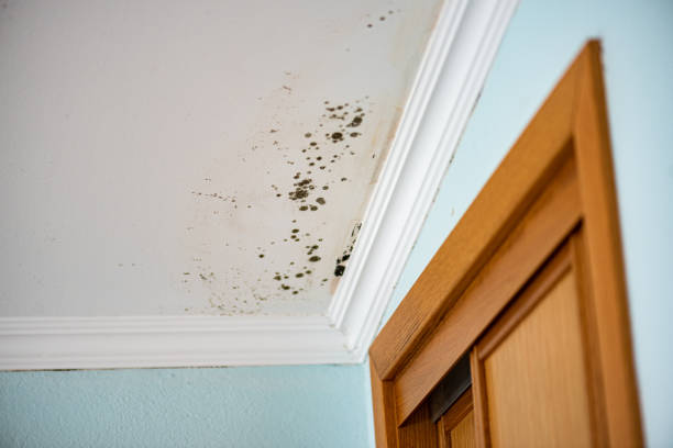 Best DIY Mold Remediation Support Services in Minden, NE