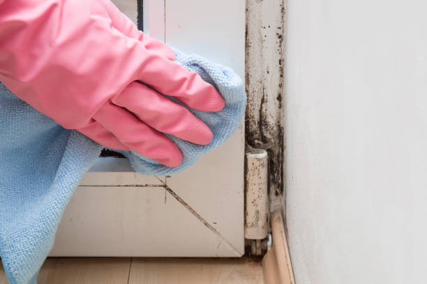 Best Mold Remediation for Schools in Minden, NE